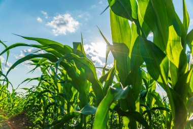 Mısır bitkileri, parlak bir günde güneş tepemizde parlarken sağlıklı bir büyüme gösteren bir tarlada dik dururlar..