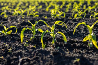 Bahar mevsiminde, açık gökyüzünün altındaki geniş bir tarlada, kara topraktan mısır filizleri çıkar..