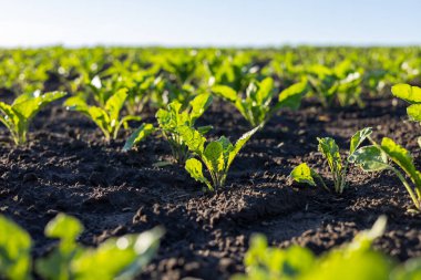 Şeker pancarı bitkileri tarlada düzenli olarak yetişir. Toprak karanlık ve zengin. Parlak güneş ışığı altında sağlıklı ürünleri besliyor..
