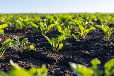 Şeker pancarı bitkileri gün boyunca toprağın karanlık ve parlak güneş ışığı altında zengin olduğu bir arazide düzenli sıralar halinde görülebilir..