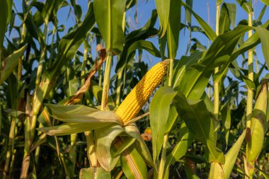 Uzun yeşil mısır bitkileri, büyüyen mevsimde açık mavi gökyüzünün altında hasat için hazır sarı bir mısır kulağı gösteriyor.