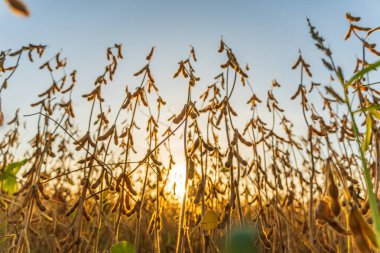 Bereketli soya çekirdekleri, canlı bir gökyüzünün altında, güneş batarken hasat için hazır, arazide sıcak bir ışıltı yayıyor..