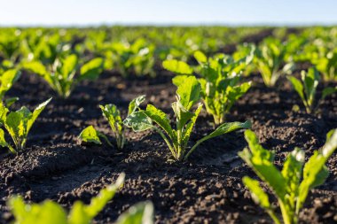 Şeker pancarı bitkileri, sabah güneşi tarlaları aydınlatırken zengin ve karanlık topraklarda büyür. Doğanın cömertliğini gözler önüne serer..