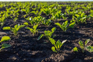 Genç şeker pancarı bitkilerinin sıraları verimli tarlalara yayılır, güneş ışığını emer ve kırsal tarımda büyümeye hazırdır..