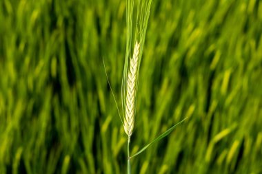 Tek bir buğday sapı yemyeşil ekinlerin arasında gururla yükselir, güneşli bir günde tarım alanında zengin yaşamı gözler önüne serer..