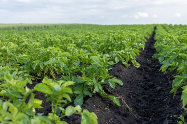 Geniş tarlalar boyunca uzanan yemyeşil patates bitkileri, hafif bir günde zengin topraktan besinleri emerek, önlerinde bol miktarda hasat vadediyor..