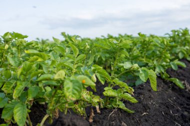 Parlak yeşil patates bitkileri iyi bakılmış bir tarlada gökyüzüne doğru uzanıyor, tarımın güzelliğini gözler önüne seriyor..