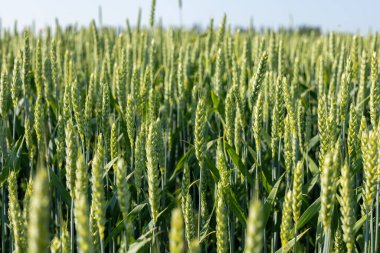 Geniş bir tarlada yemyeşil buğday bitkileri yükselir, güneşli bir günde güneşlenirler. Huzurlu manzara barışı ve büyümeyi çağrıştırıyor..