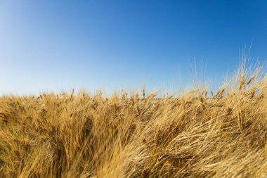 Altın buğday tarlaları göz alabildiğince uzanıyor, sıcak güneş tarafından aydınlatılıyor ve esintiyle usulca dans ediyor..