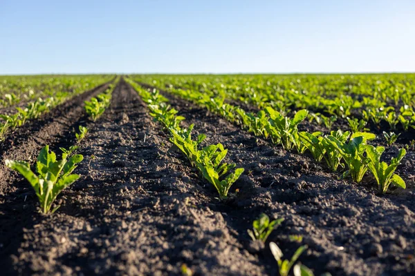 Güneşli bir çiftçilik gününde parlak gökyüzüne uzanan bereketli tarla boyunca uzanan sıralı şeker pancarı bitkileri..
