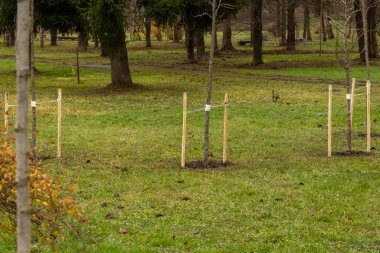 Yeni ekilmiş fidanlar, bereketli otlar ve sonbahar ağaçlarının solmuş renkleriyle çevrili sakin bir parkta dimdik ayakta duruyorlar..
