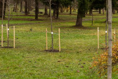 Yeni dikilmiş ağaçlar, tahta kazıklarla güvence altına alınmış huzur parkında dinleniyor. Yeşil otlar ve sonbahar yaprakları huzurlu bir atmosfer yaratır..