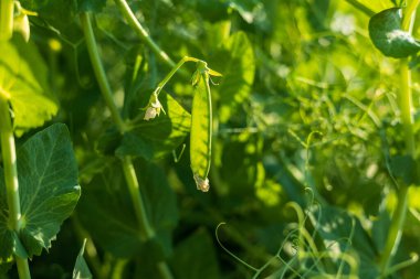 Bereketli yeşil bezelye kabukları sağlıklı sarmaşıklardan sarkan, parlak güneş ışığının tadını çıkaran, yeşeren yeşil yapraklarla çevrili, yemyeşil bir bahçede..