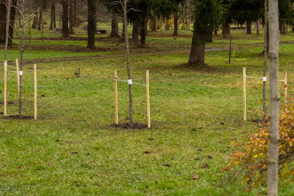 Yeni dikilmiş ağaçlar, tahta kazıklarla güvence altına alınmış huzur parkında dinleniyor. Yeşil otlar ve sonbahar yaprakları huzurlu bir atmosfer yaratır..