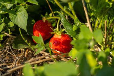 Güneşli bir bahçede, yemyeşil yaprakların altından süzülen parlak kırmızı çilekler yazın cömertliğini ve tazeliğini yakalar..