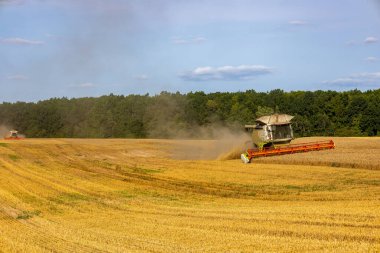 Çiftçiler, büyük altın tarlalardaki hasatçıları işletiyorlar. Sıcak yaz havasında tozu dumana katarak olgunlaşmış ürünleri topluyorlar..