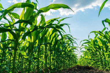 Güneşin altın ışınları uzun mısır bitkilerinin arasında dans ediyor, sıcak bir yaz gününde gelişen mısır mahsulünün zenginliğini ve canlılığını sergiliyor..