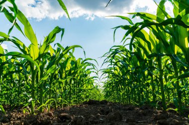 Uzun, sağlıklı mısır bitkileri gökyüzüne doğru uzanıyor, verimli bir hasat için umut vaat eden güneşli bir tarlada büyümelerini sergiliyorlar..