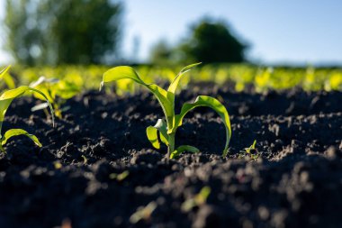 Yeşil mısır filizleri karanlık topraktan çıkar, güneş ışığının tadını çıkararak yeni ve canlı bir mahsul olarak barışçıl bir tarım alanında büyümeye başlar..