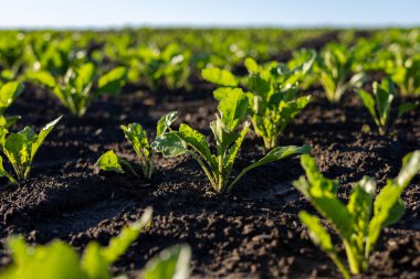 Parlak yeşil pancar bitkileri zengin topraklarda büyür. Büyüme mevsiminde güneşli bir tarlada tarım yapmanın güzelliğini sergiler..