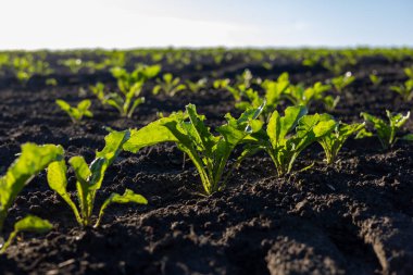 Şeker pancarı bitkileri zengin, karanlık bir toprak tarlasında büyür, açık ve hareketli bir kırsal günde güneş ışığını emer..