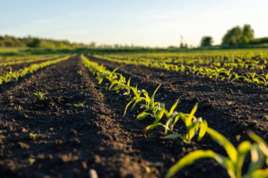 Genç mısır bitkileri yapraklarını canlı bir tarlada güneşe doğru uzatıyorlar. Doğanın bereketli bir hasat vaadini gösteriyorlar..