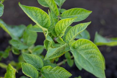 Canlı patates bitkileri zengin yeşil yapraklarını gözler önüne seriyor, iyi bakılmış bir alanda gökyüzüne doğru uzanıyor, hayat dolup taşıyor ve umut veriyor..