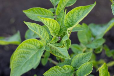 Canlı patates bitkileri güneşe doğru uzanıyor, yaprakları bereketli, zengin bir tarlada ferah bir şekilde parlıyor..