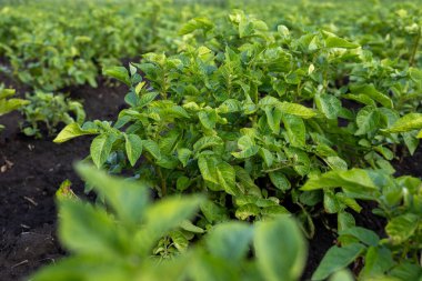 Bereketli patates bitkileri parlak güneş ışığı altında geniş bir alanda gelişerek zengin yeşil yapraklarını ve sağlıklı büyümelerini sergiliyorlar..