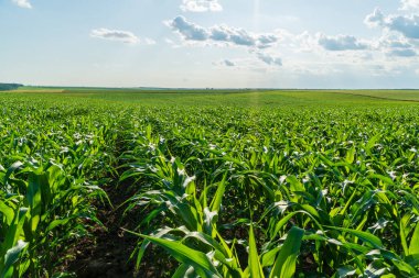 Canlı mısır bitkileri uzun ve sağlıklı büyürler, kırsal kesimde huzurlu bir yaz gününde güneşin altında güneşlenirler..