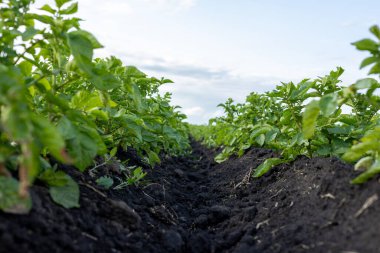 Canlı patates bitkilerinin sıraları ufka doğru uzanıyor, parlak ve geniş bir gökyüzünün altında zengin topraklarda gelişiyor..