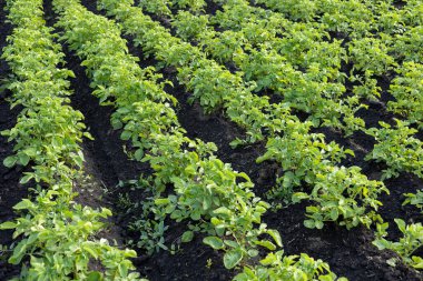 Bereketli yeşil patates bitkileri düzenli bir şekilde büyür. Parlak bir çiftçilik gününün güneşinin tadını çıkarırlar. Doğanın cömertliğini sergilerler..