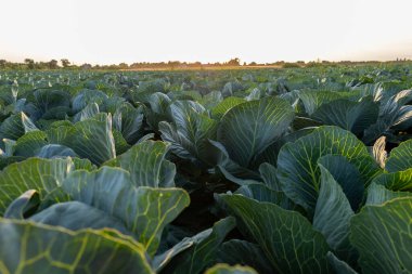 Bereketli yeşil lahana yaprakları, batan güneşin sıcak ışınları altında parlayarak, engin tarlaların üzerinde uzanıyor ve huzurlu bir manzara yaratıyor..