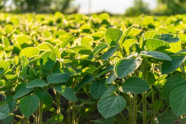 Bereketli yeşil soya filizleri altın güneş ışığının tadını çıkarıyor. Şafak vakti hareketli bir tarım çiftliğinde sağlıklı bir büyümenin sinyallerini veriyor..