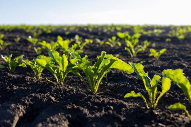 Genç fidanlar, zengin, karanlık topraklarda güneş ışığına doğru uzanıyor, dingin bir tarım arazisinde yeni bir hasat vaadini somutlaştırıyorlar..