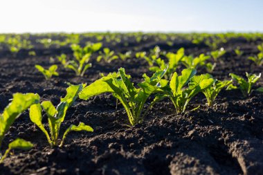Güneşin öptüğü bir tarlada, genç yeşil bitkiler, baharın ilk günlerinde büyümenin hazzını kutlayarak, zengin, karanlık toprakları itiyorlar..