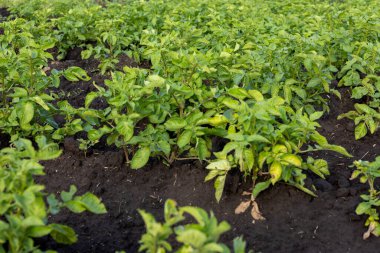 Bereketli yeşil patates bitkileri, yaz boyunca güneşli bir çiftliğin verimli topraklarında gelişen parlak güneş ışığına doğru uzanıyor..