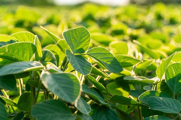 Parlak yeşil soya bitkileri gökyüzüne doğru uzanıyor, sıcak güneş ışığında güneşlenirken tarlaları yaşam ve potansiyel hasat ile dolduruyorlar..