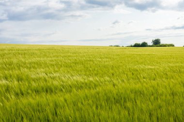 Rüzgarda zarif bir şekilde sallanan buğday, bulutlu bir gökyüzünün altında sıcak altın bir ışıltıyla yıkanan öğleden sonra.