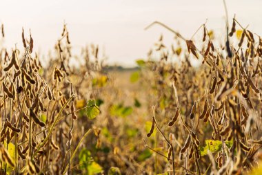 Uzun soya fasulyesi bitkileri güneşin yumuşak parıltıları altında gururla durur. Olgun tohumlarla dolu altın kapsülleri sonbaharda başarılı bir hasat alabileceklerini gösterir..