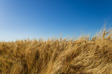 Altın buğday dalgaları hafif esintide dans eder, sakin akşam saatlerinde parlak mavi gökyüzüne karşı boyanır..