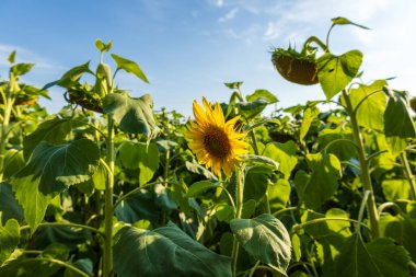 Parlak sarı ayçiçekleri yemyeşil yaprakların arasında gururla durur, güneşli bir gökyüzüne uzanır sıcacık ve aydınlık dolu güzel bir yaz gününde..