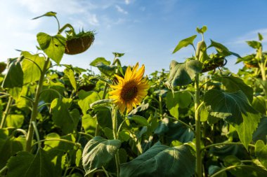 Parlak sarı ayçiçekleri yemyeşil bir tarlada dimdik durur, ılık güneş hoş bir yaz akşamında batarken açık gökyüzüne uzanır..