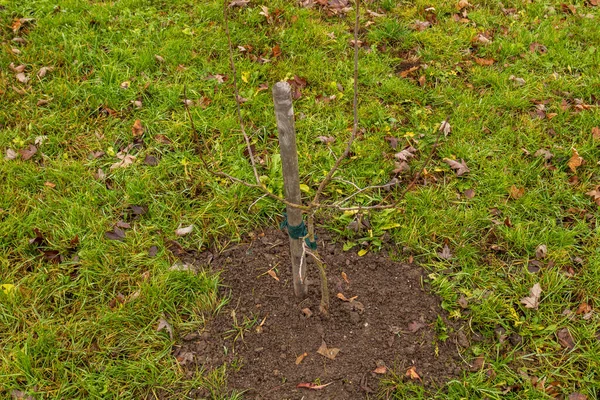 Küçük bir ağaç, canlı yeşil çimenler ve düşen yapraklarla çevrili zengin topraklara dikilmiş sonbaharın güzelliğini gösteriyor..