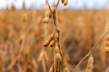 Altın soya çekirdekleri ince gövdelerden sarkan, sıcak öğleden sonra güneşinde hafifçe dans eden, sonsuz kehribar tarlalarıyla çevrili..