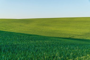 Bereketli, yuvarlanan tepeler sonsuz uzanır, ılık güneş ışığı ve canlı yeşil renklerle yıkanır, onları gören herkese neşe verir..
