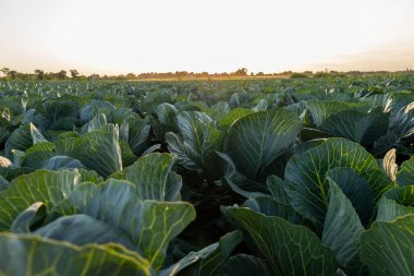 Toprak boyunca uzanan yemyeşil lahana sıraları batan güneşin sıcacık parıltısında güneşleniyor. Doğa bu sakin sahnede gelişiyor..