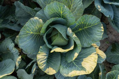 Canlı bir lahana kafa, güneşin altında yemyeşil yaprakların arasında oturur ve organik bahçeciliğin ve büyümenin özünü yakalar..