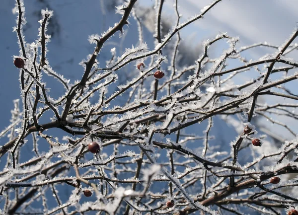 被霜覆盖的狗玫瑰灌木 — 图库照片