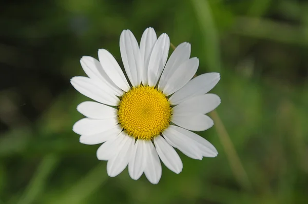 A flor de Margarida — Fotografia de Stock
